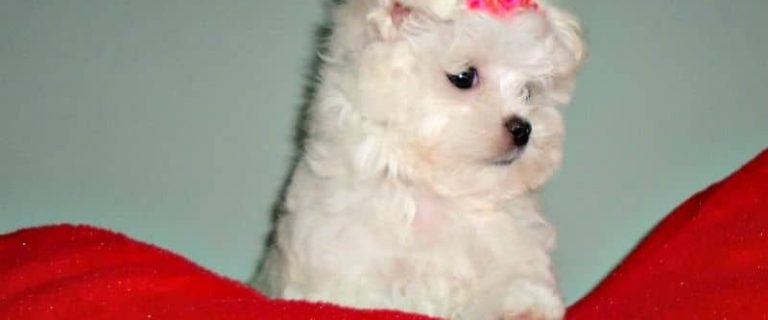 Maltipoos are an adorable breed that combine the best of the Maltese and the Poodle into one adorable breed that loves to be loved, play, and cuddle.