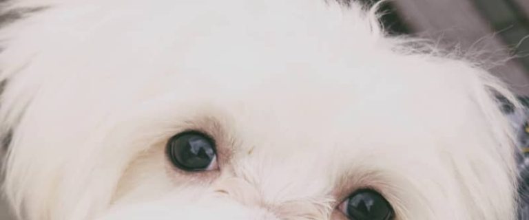 If you're looking for male Maltese dog names, you're going to love our list! We have 40 beautiful ideas inspired by the breed and their origin!