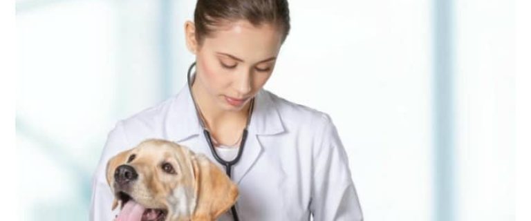 Has your dog been diagnosed with mast cell tumors? Find out everything you need to know about this type of tumor and how to help your pooch!