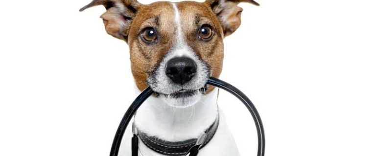 These top 100 medical names for pets make fantastic ideas for doctors, nurses, and first responders. We came up with 50 each for boys and girls! Check them out!