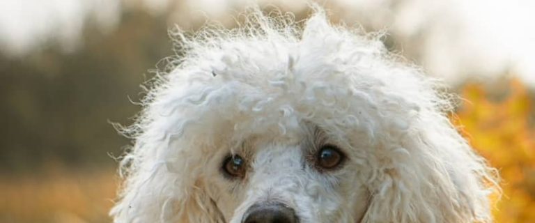 Looking for a list of medium sized hypoallergenic dogs so you can find the perfect allergy-free addition to your family? Check out a few of our favorites!