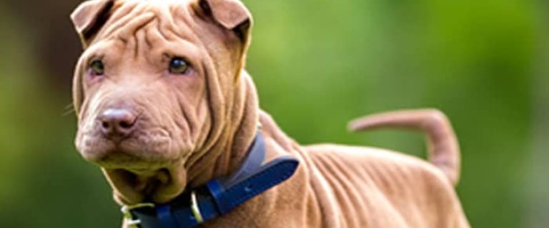 Say "hello" to the Miniature Shar-Pei - same great dog as the full-size breed, only in "mini-me" format! Read on to learn all about him!