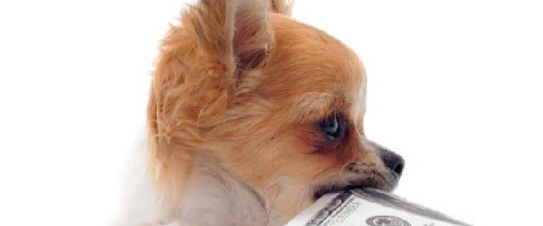 If you're looking for money-related dog names, we've got you covered! Check out 100 ideas inspired by the rich and famous, foreign currency, and more!