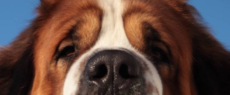 These 7 most attentive dog breeds are loyal, smart, and easy to train. So, if you're looking for a companion that will stick by you, check them out!