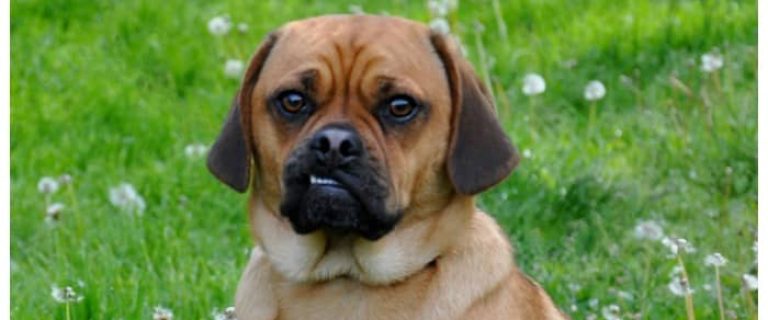 What is the most handsome crossbreed dog you've ever seen? We couldn't pick just one, so we picked 10! Check out these adorable mixes!