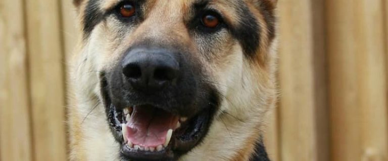 All dogs are loyal, but some have a reputation for going above and beyond to care for their people. Check out our picks for the most loyal dog breeds!