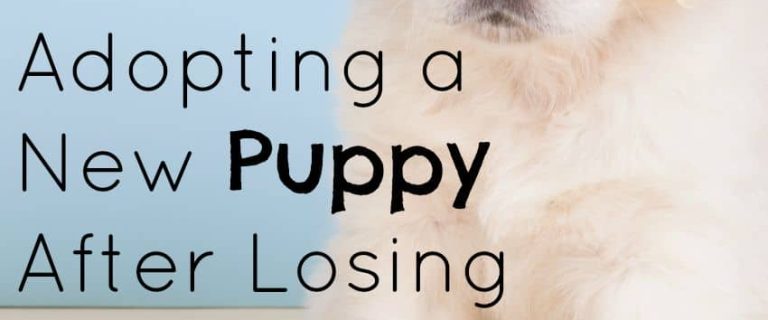 Thinking about adopting a new puppy after losing your dog? Read on for tips to make the transition easier on your whole family.