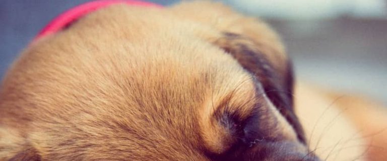 If you're planning a dog adoption announcement, you'll need some cute new puppy quotes to include! Check out our top 10 favorites!