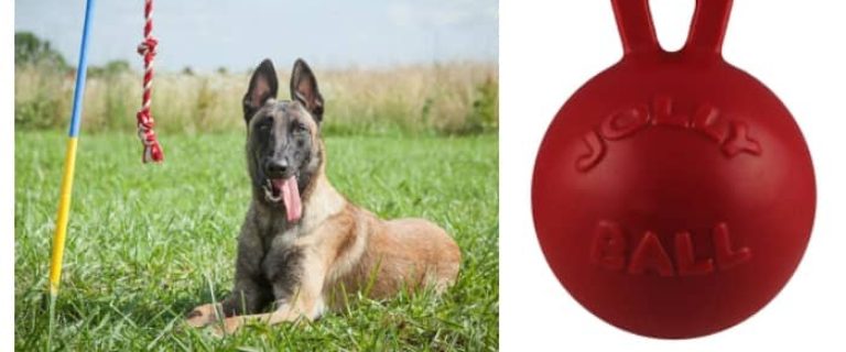 Now that summer is finally here, I'm looking for some new outdoor dog toy ideas to buy my pups! If you want to surprise Fido with some new play things, too, read on for our favorites!