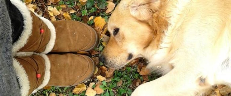 Planning outdoor fall activities for you and your dog is a great way to enjoy the fresh air and keep both of you in shape before the weather turns frigid.