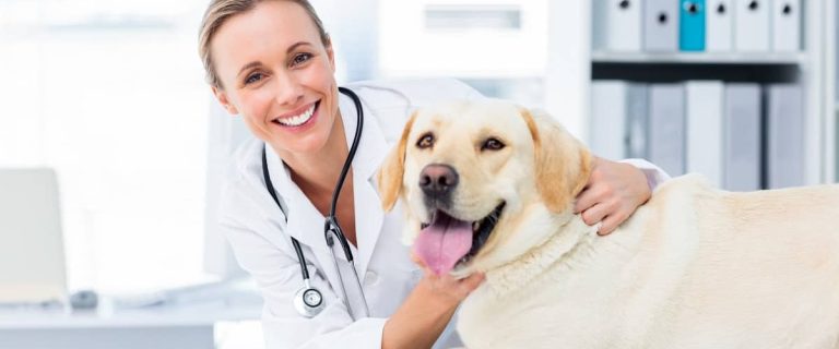 pet-insurance-faqs-dog-owners-need-to-know