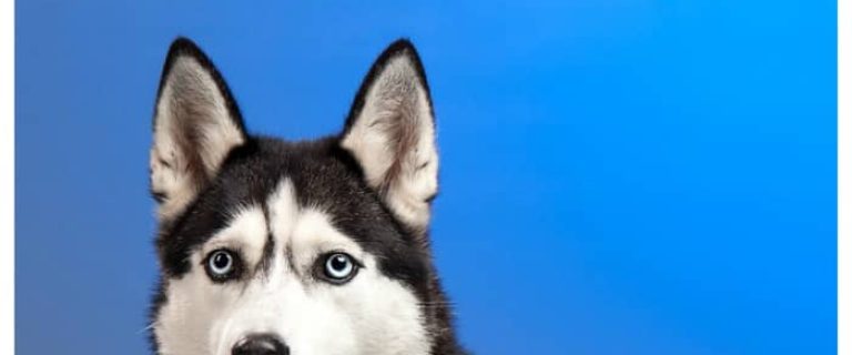 Discover why these pups are the most photogenic dog breeds! Talk about cute dog pictures overload! See it now!