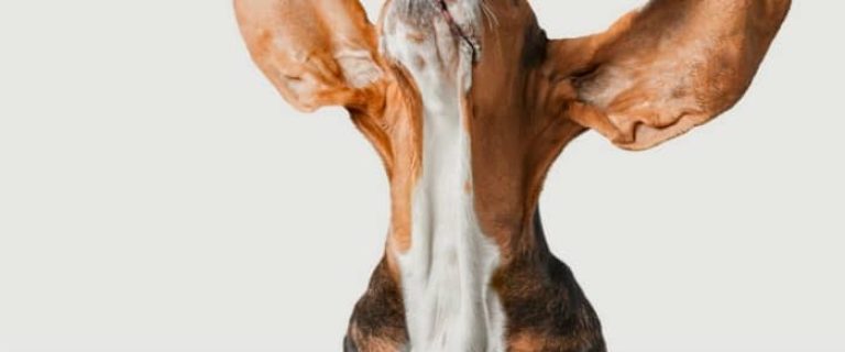 Looking for a few great dog health tips for those days when Fido snubs everything in sight? Check out our tips for handling picky eating in your dog!