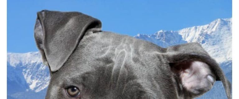 Pit bull bans are sweeping across Canada, and now Montreal joins the breed-specific legislation party with a proposed ban of their own.