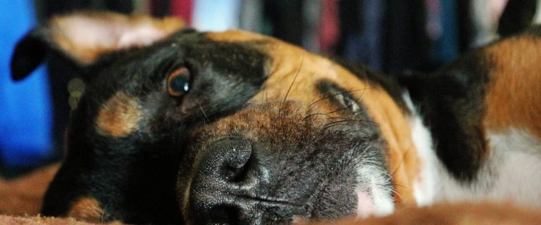 Thinking about adopting a pit bull mixed with a rottweiler, but not sure if it's the right mix for you? Read on for a complete guide to the pittweiler!