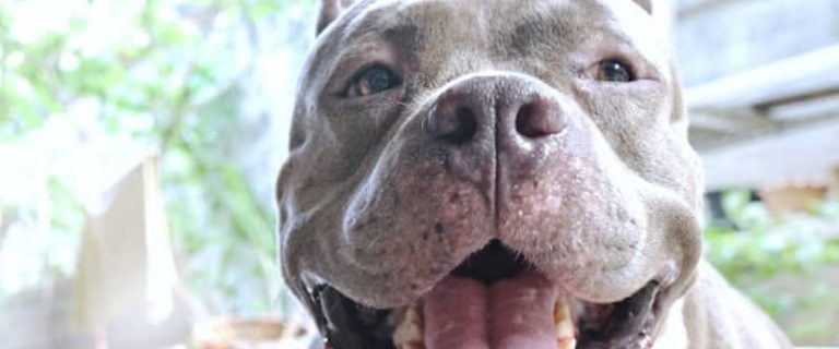 pitbull mixed with a dachshund f