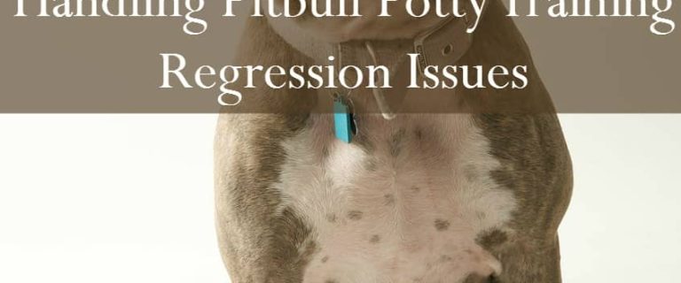 Today on Pitbull Puppy Training Tips, we'll be going over potty training regression, and why it isn't a thing. Pitbull puppy training tips will explain.