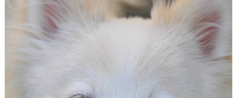 Looking for answers to questions like "What is the life expectancy of a Pomchi" and "is this breed's temperament right for me? Find them here!