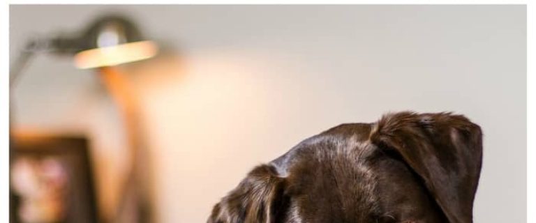 On Tuesday, March 21, 2017, the American Kennel Club announced its annual list of the United States top dog breeds of 2016! See if your favorite made the cut!