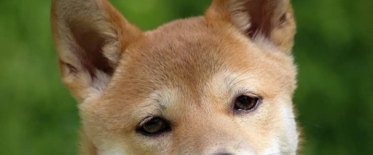 Do you want to learn more about popular Japanese dog breeds? Check out our list of the 8 breeds that have taken over hearts in The Land of the Rising Sun!