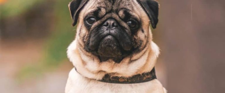 Did I hear you say that you’re looking for pug dog names? Well, you’re in luck! We’ve got 66 of them for you! Check them out!