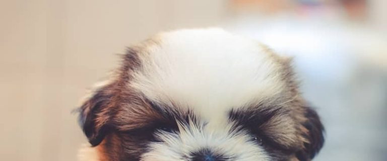 Are you wondering how long it takes for a puppy to adjust to a new home? Read on to find the answer + tips on how to make the transition easy on them!