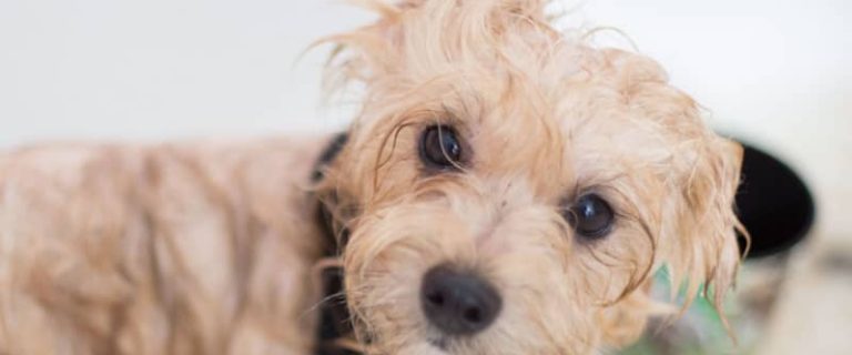 Have you noticed that your puppy is starting to smell, but you don’t know the first thing about puppy bath time? Read on for our 9-step guide!