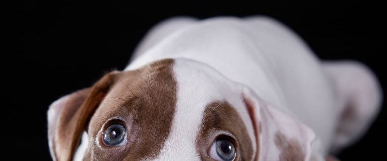 Is your sweet little bully furbaby giving you some not-so-sweet nips during play? Check out our pitbull puppy training tips to nip the biting in the bud!