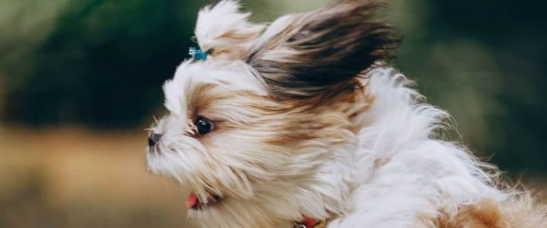 Puppy zoomies are a perfectly natural, benign puppy behavior. Read on to learn more about why pups zoom & what, if anything, to do about it.