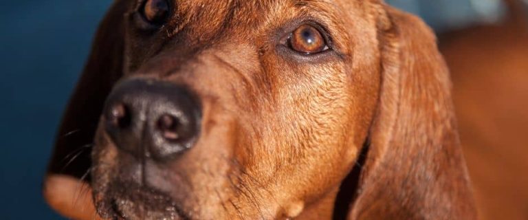 redbone coonhound dog breed