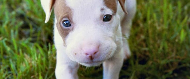 Adoption is always best, but if you want to choose your own puppy, then it's important to find a reputable pitbull puppy breeder. Check out our tips to get a healthy pup!