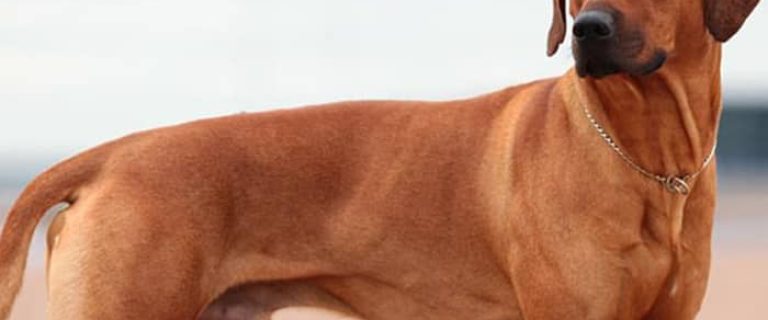 Are Rhodesian Ridgebacks hypoallergenic? Let's find out! Plus, learn everything you need to know about this stunning dog breed!