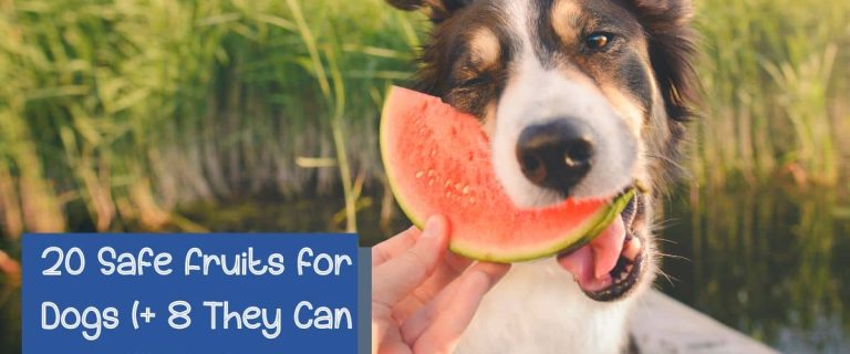 Check out 20 safe fruits dogs can eat and which you should NEVER ever give them. Plus, discover the top 10 healthiest fruits for dogs!