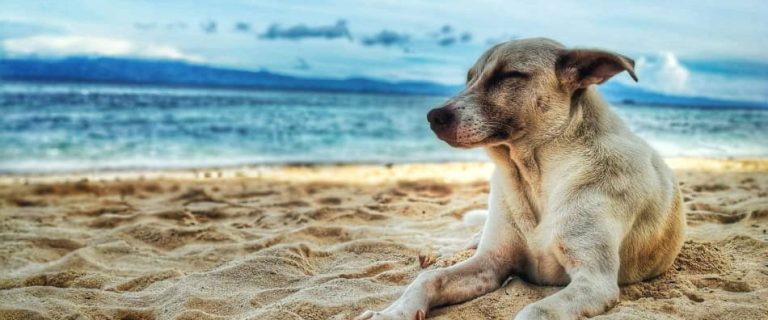 Saltwater dog names are a fantastic way to go for beach lovers and seaside dwellers!  Check out our top 20 favorite "salty" & ocean themed dog names!