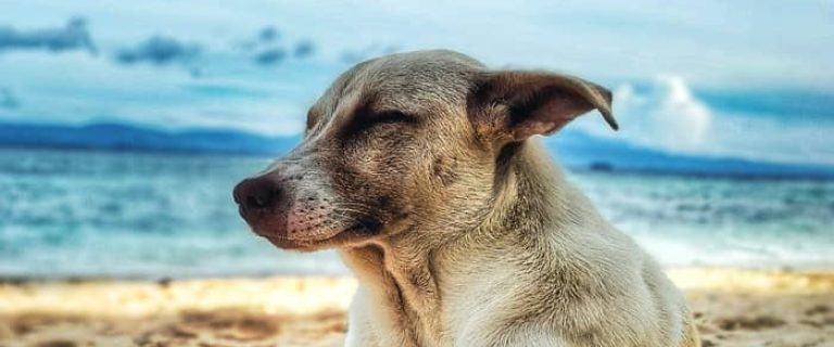 Saltwater dog names are a fantastic way to go for beach lovers and seaside dwellers!  Check out our top 20 favorite "salty" & ocean themed dog names!