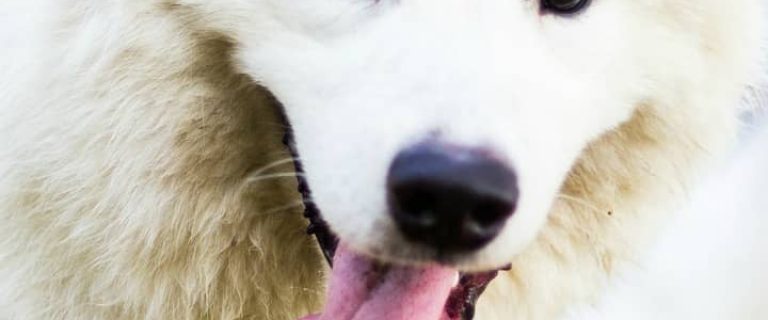 The Samoyed makes an excellent addition to any family. Its intelligence, loyalty, loving nature, and hypoallergenic coat make the Samoyed a great choice.