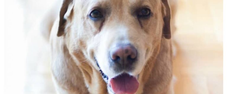 Think your dog is smart? Shasta, the pup in today's dog news story, may be smarter! See what she does when the vacuum is too loud!