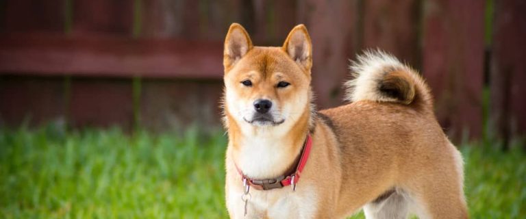 Is Shiba Inu hypoallergenic? Find out if this gorgeous Japanese dog breed is allergy friendly, plus learn everything you need to know about them!