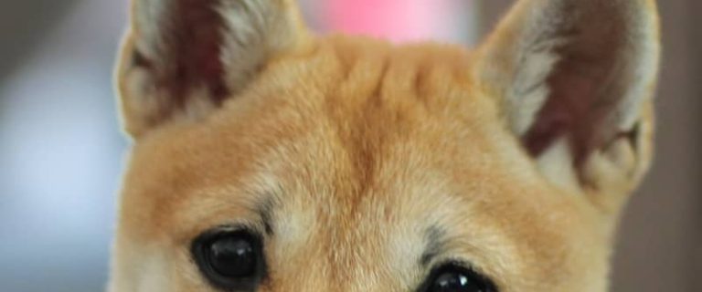 Having a hard time finding some great Shiba Inu names for your new pup? No worries, we’ve got you covered! Check out 100 that you’ll love!