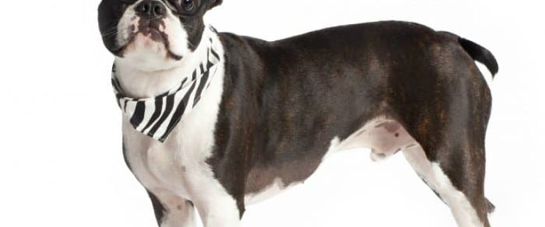 Looking for great short haired breeds that don't shed all over the house? Check out a few of our favorite dogs that won't leave fur all over your clothes!