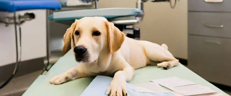 Signs You Should Take Your Dog to the Vet