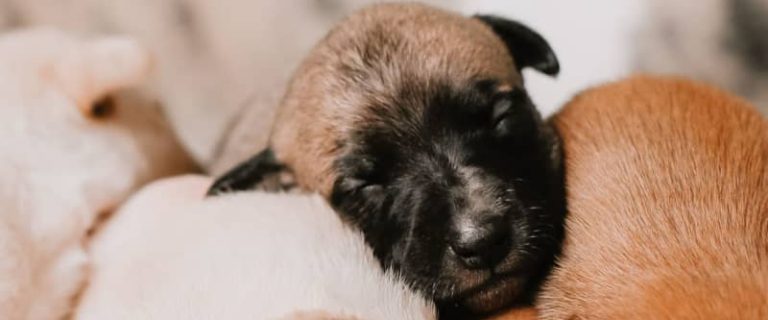 If you're looking for some sweet or funny sleeping puppy quotes, you'll love our list! Check out 10 that made us say "awww!" or "so true!"