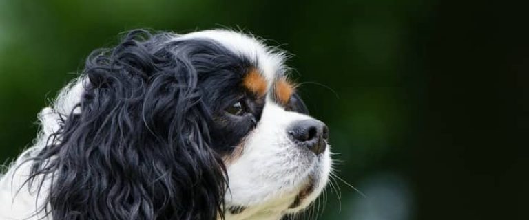 If you're looking for small dog breeds that don't bark much, you're in luck. There are some small dog breeds that don't bark much.