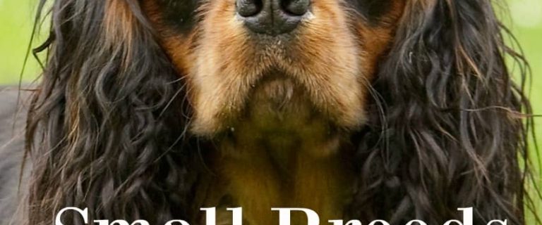 Looking for small dogs that don't have that "yippy" reputation? Check out our list of little guys who really aren't big on the barking!