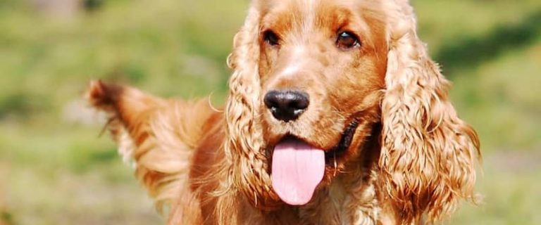 Are you wondering which the worst smelling dog breeds are? Read on to discover the 10 breeds that may be cute, but tend to get really stinky!