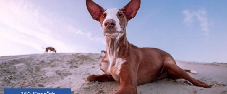 Looking for some beautiful Spanish dog names for your sweet new perrito? Check out our massive list of 350 ideas inspired by tradition, geography, food, & more!