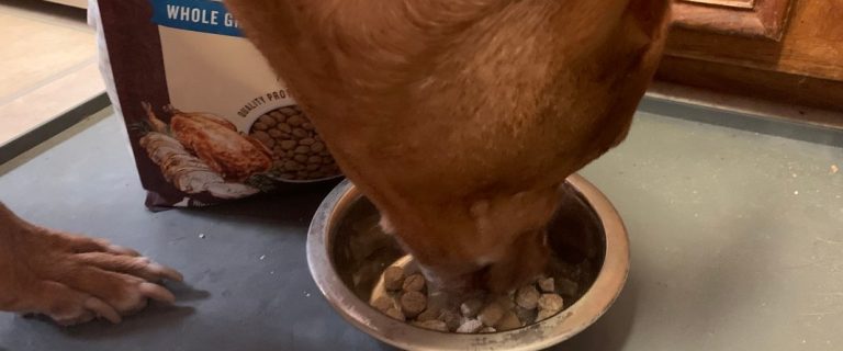 the honest kitchen dog food review 01