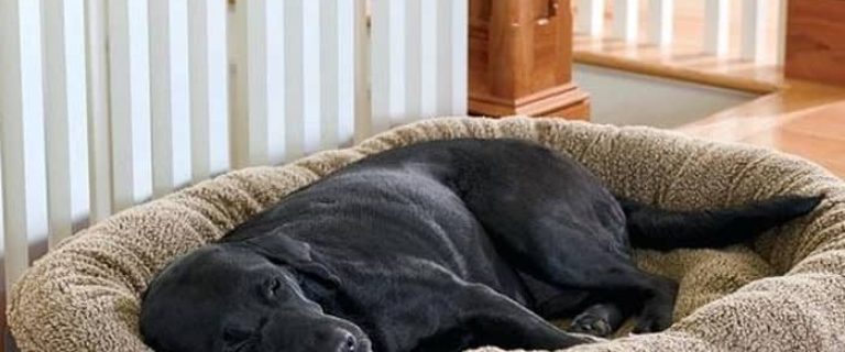 If you're looking for the best fully machine-washable dog beds, we've got you covered! Check out the pros and cons of our top 5 picks!