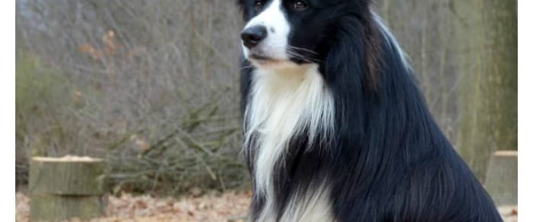 Thinking about getting a working dog to help you out? Check out these top five herding dog breeds that work hard for their families!