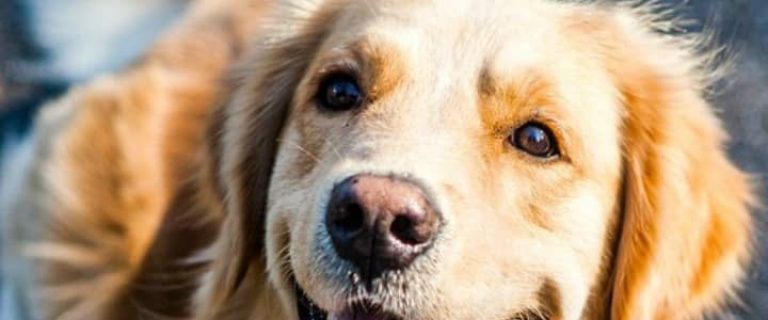 Just who is the top dog? Check out the list of America's 50 favorite dog breeds to find out! Did your pooch make the cut?